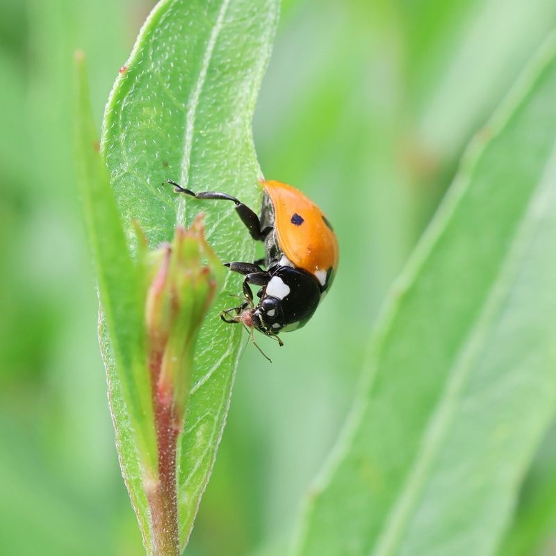 Removing Beneficial Insects Along With Pests Removing Beneficial Insects Along With Pests