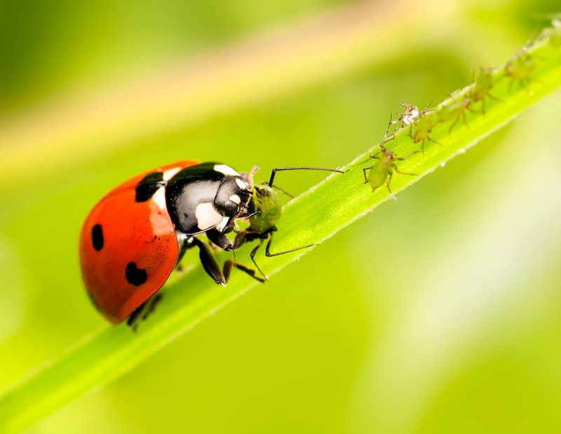 Removing Beneficial Insects
