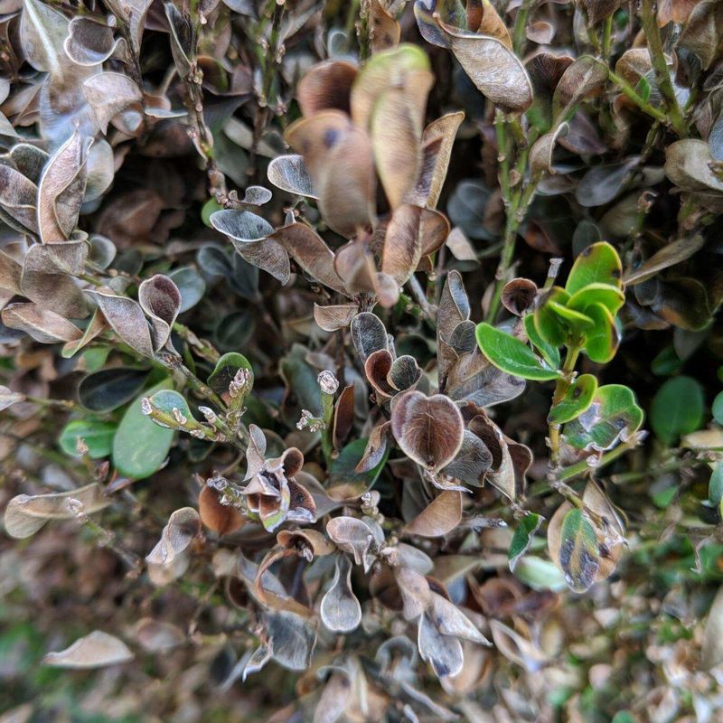 Removing Fallen Leaves Reduces Spores Around The Plant