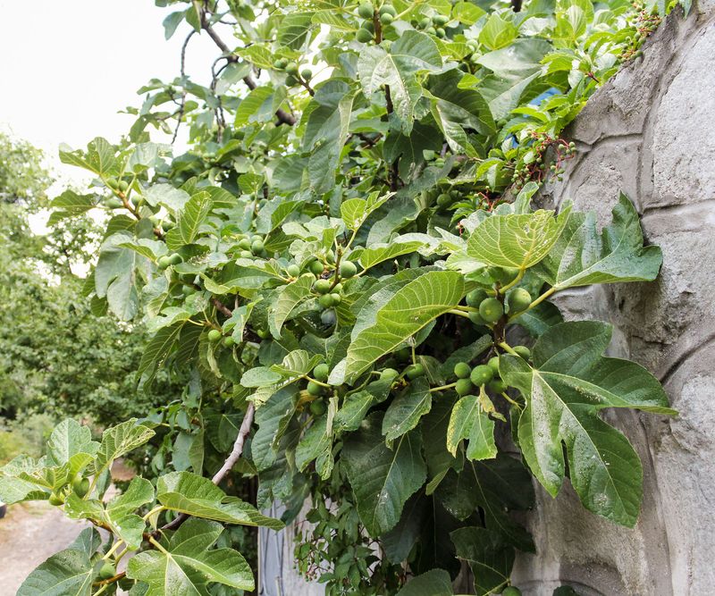 Removing Fruiting Wood Can Reduce The Harvest
