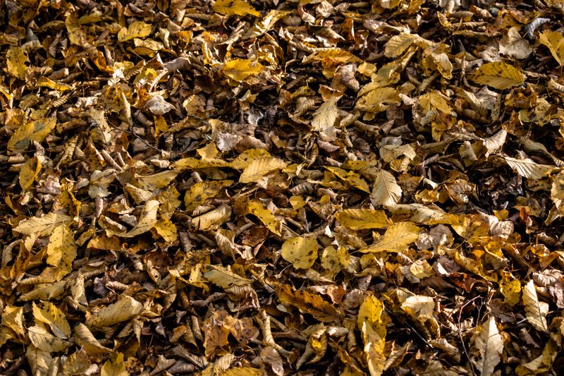 Removing Leaf Litter And Ground Debris