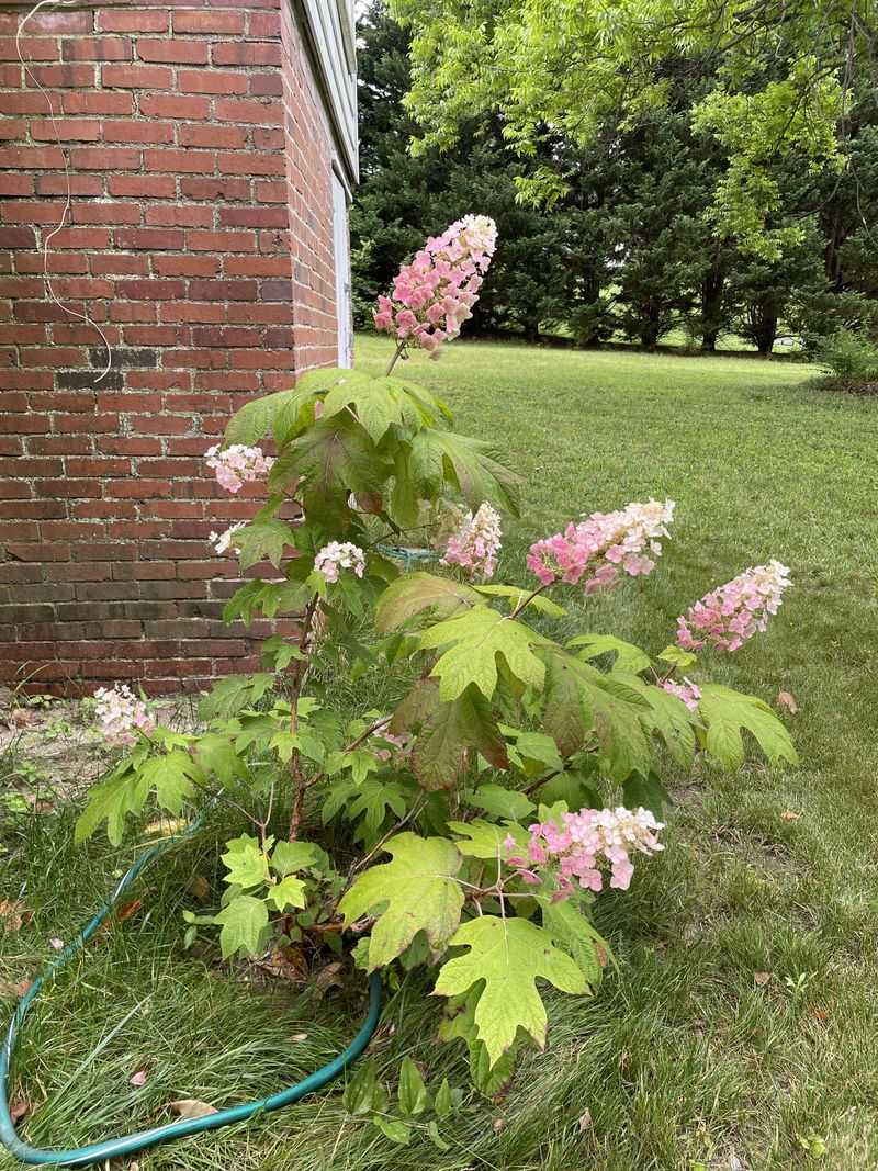 Removing Oakleaf Hydrangea Flowering Wood