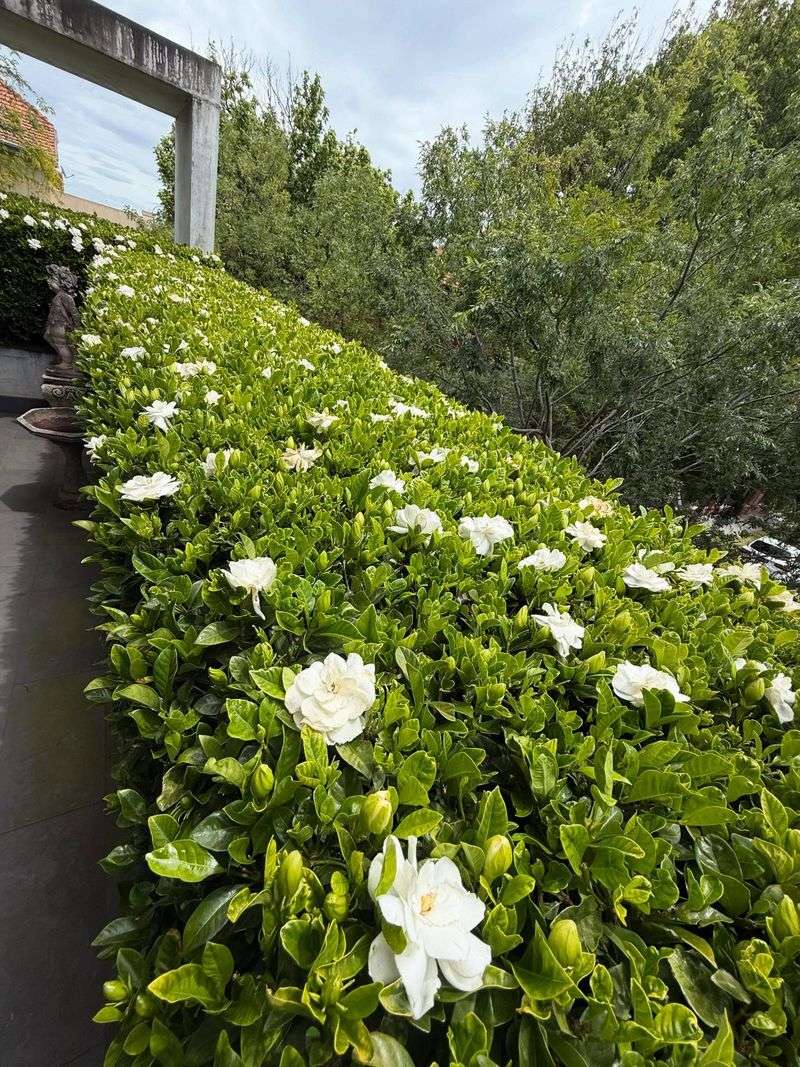 Removing Spent Blooms The Right Way