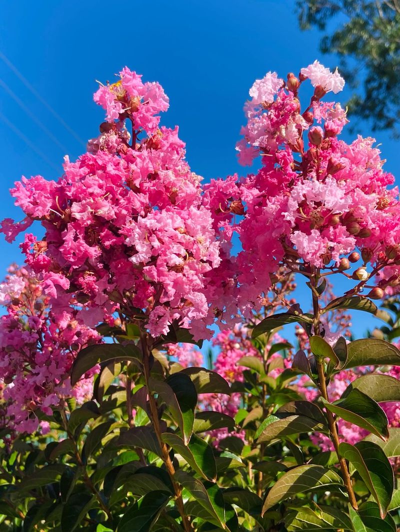 Removing Spent Flower Clusters Can Encourage More Blooms Removing Spent Flower Clusters Can Encourage More Blooms