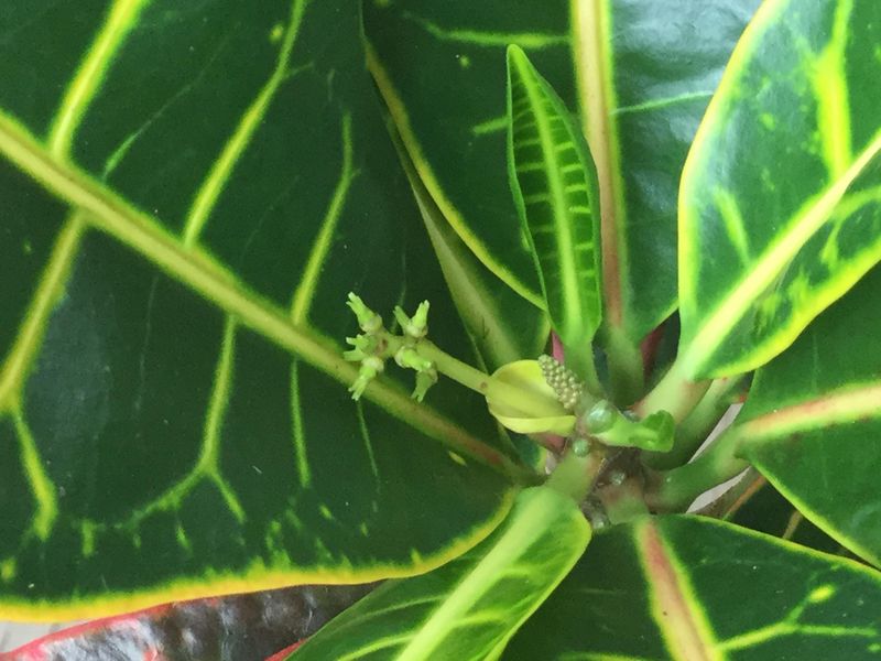 Removing The Growing Tip Wakes Up What The Plant Has Been Holding Back Removing The Growing Tip Wakes Up What The Plant Has Been Holding Back