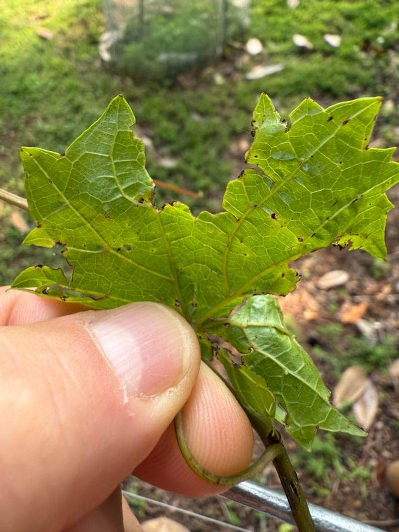 Removing Weak Shoots Concentrates The Vine's Energy Removing Weak Shoots Concentrates The Vine's Energy