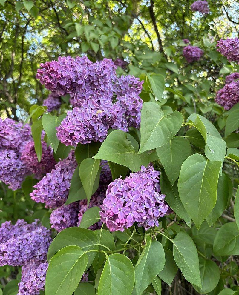 Renew Older Lilacs Slowly