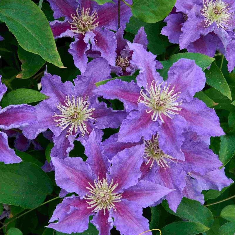 Repeat Bloomers Need The Lightest Touch