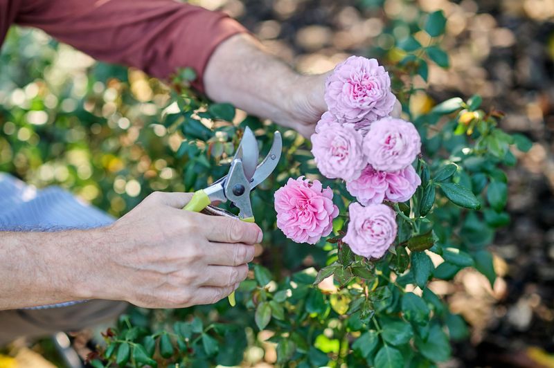 Repeat-Blooming Roses Need July Flower Cleanup
