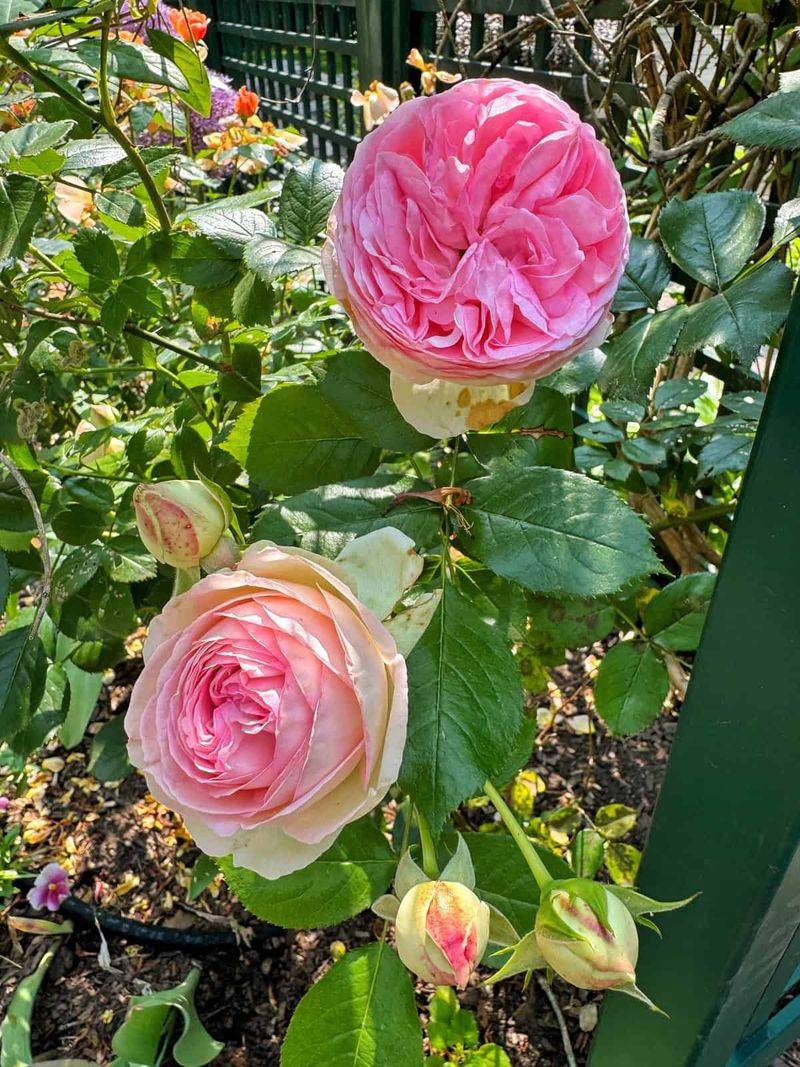 Repeat-Blooming Roses Need June Cleanup