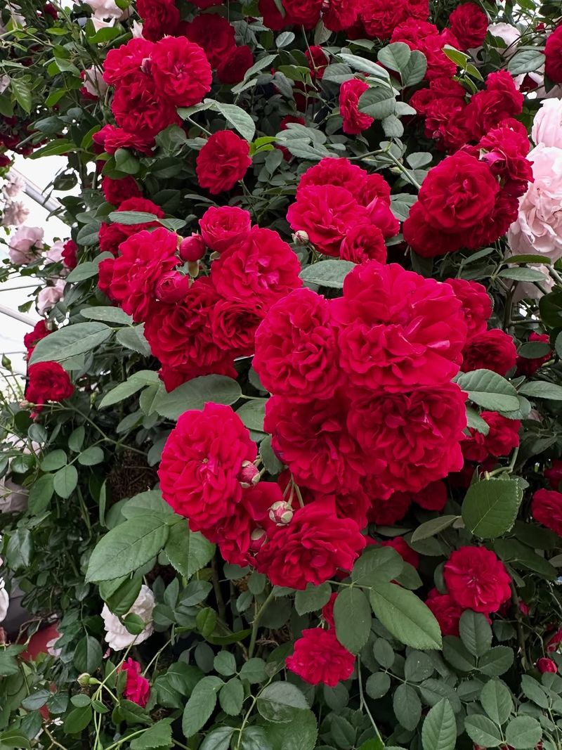 Repeat Blooming Shrub Rose