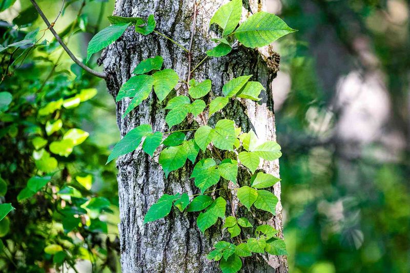 Repeat Cutting To Weaken Regrowth Repeat Cutting To Weaken Regrowth