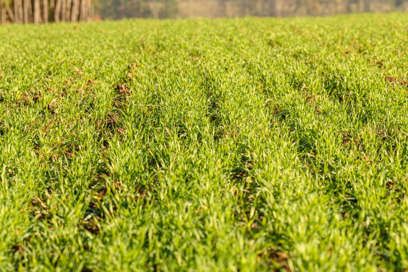 Repeat Topdressing Annually Each Fall Or Spring