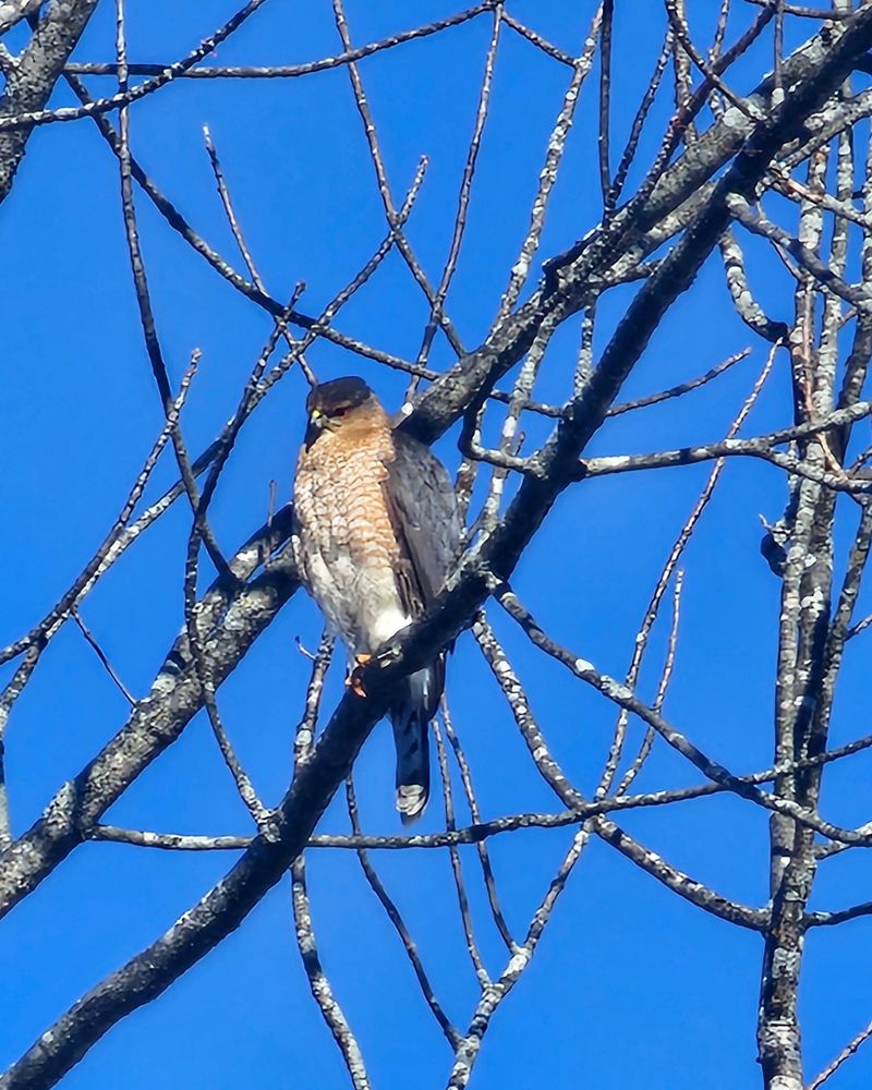 Repeat Visits Usually Mean The Habitat Is Working