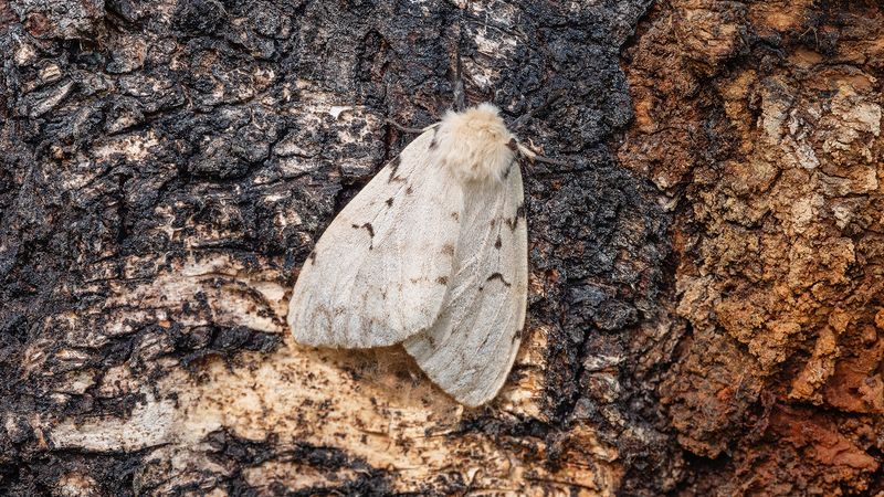 Repeated Feeding Makes Other Oak Problems Harder To Handle