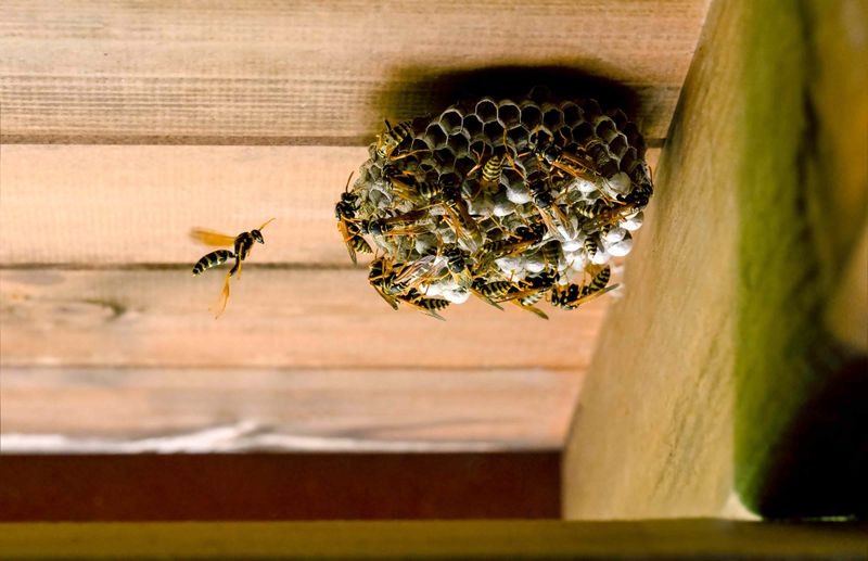 Repeated Flight To One Spot May Signal A Nest