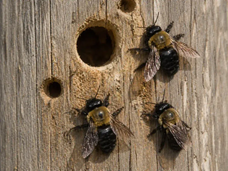 Repeated Nesting Can Weaken The Same Wood Over Time