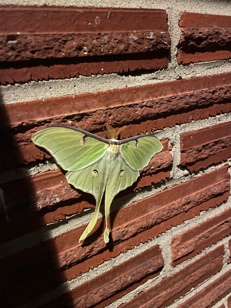 Repeated Seasonal Sightings Matter More Repeated Seasonal Sightings Matter More