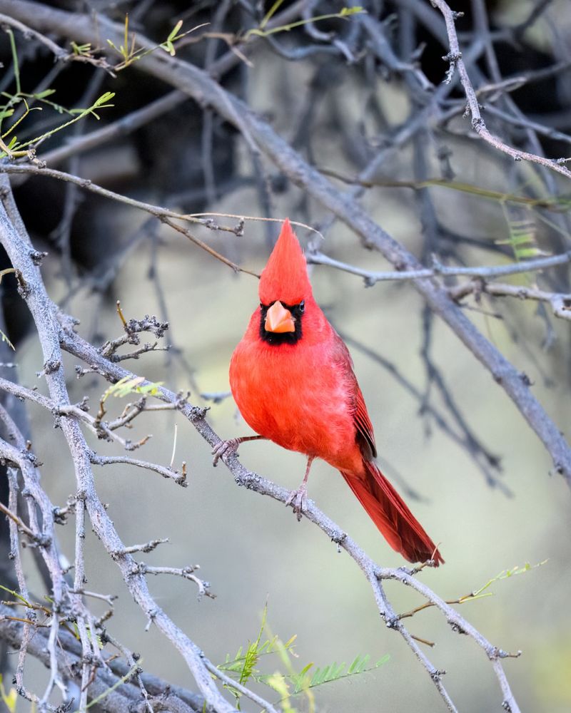 Repeated Visits Often Point To A Reliable Habitat
