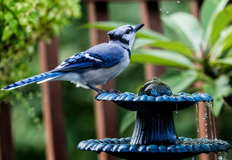 Repeated Visits Point To A Reliable Backyard Routine