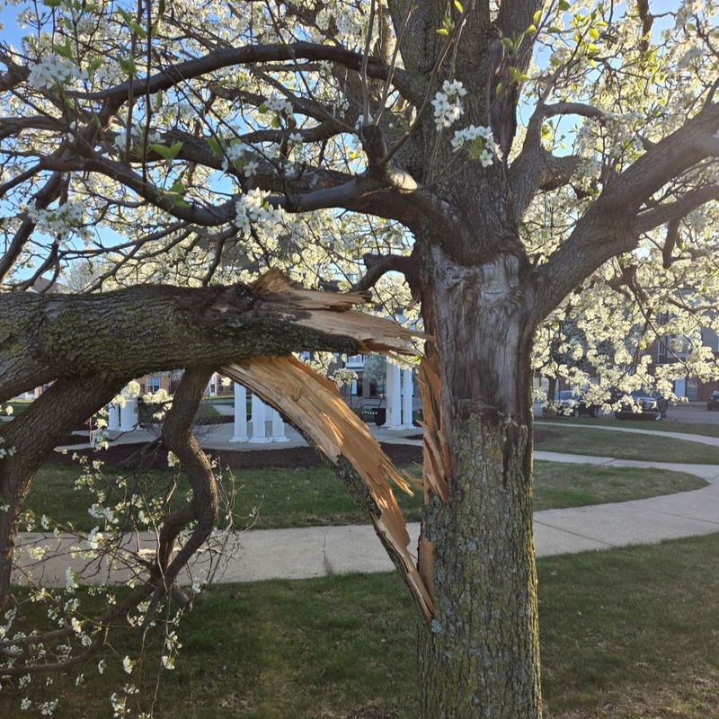 Replace Bradford Pear Before It Splits