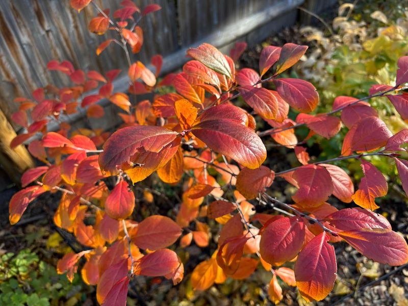 Replace Burning Bush With Black Chokeberry For Fiery Fall Color