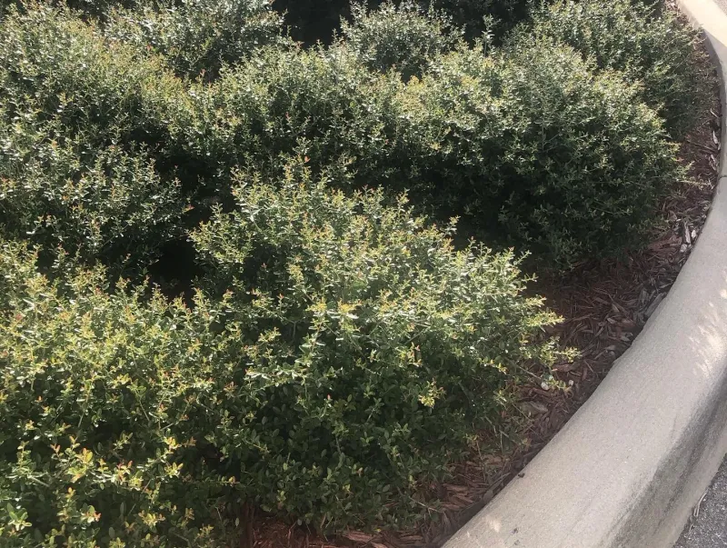 Replace Crowded Plants With Better Spacing