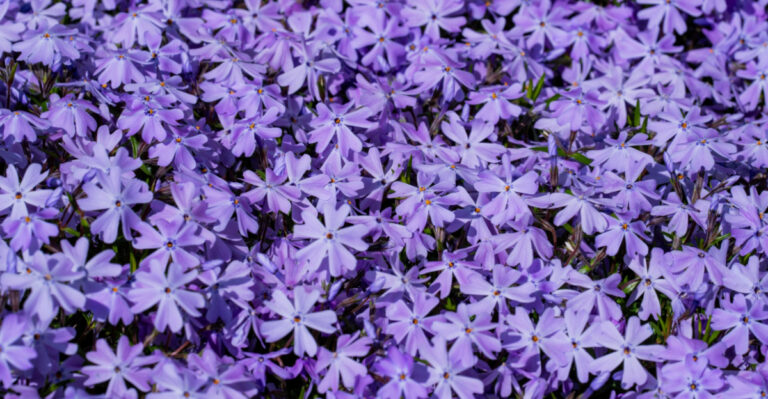 Replace Liriope With These 7 Tennessee Native Plants Along Your Walkway