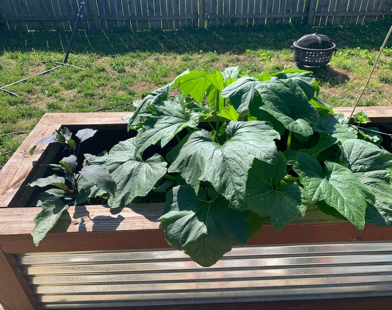 Replace Long Season Melons With Summer Squash Replace Long Season Melons With Summer Squash
