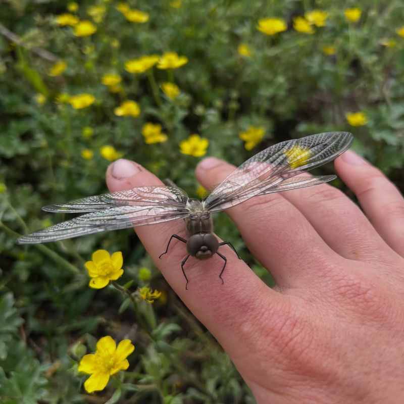 Replace More Lawn With Native Plants