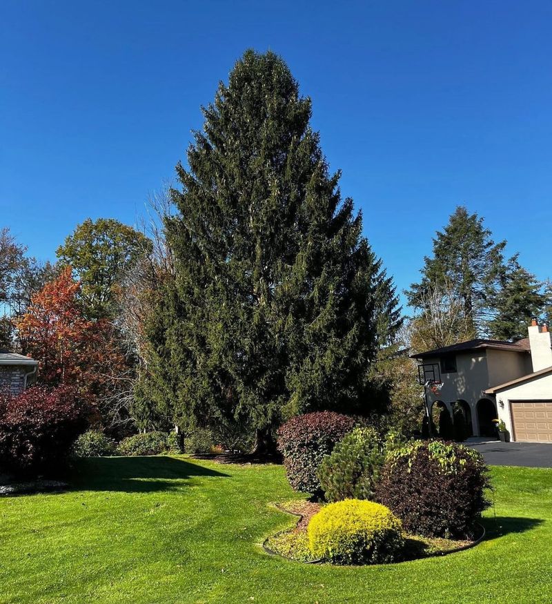 Replace Spruce When Space Becomes A Problem Replace Spruce When Space Becomes A Problem