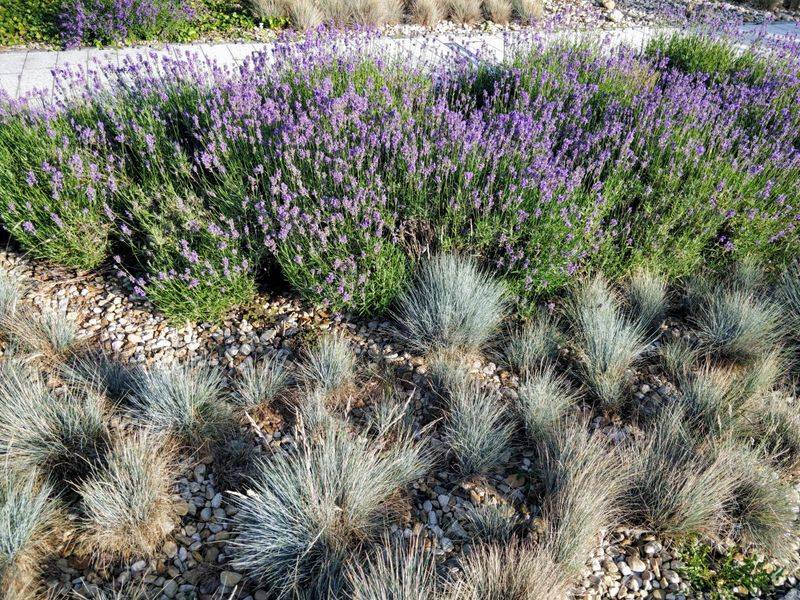 Replace Thirsty Grass Patches With Native Drought-Tolerant Plants Replace Thirsty Grass Patches With Native Drought-Tolerant Plants