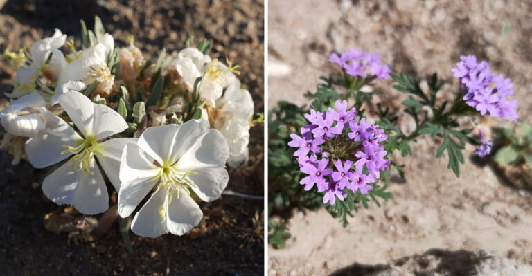 Replace Your Thirsty Lawn With These No-Fuss Arizona Native Ground Covers