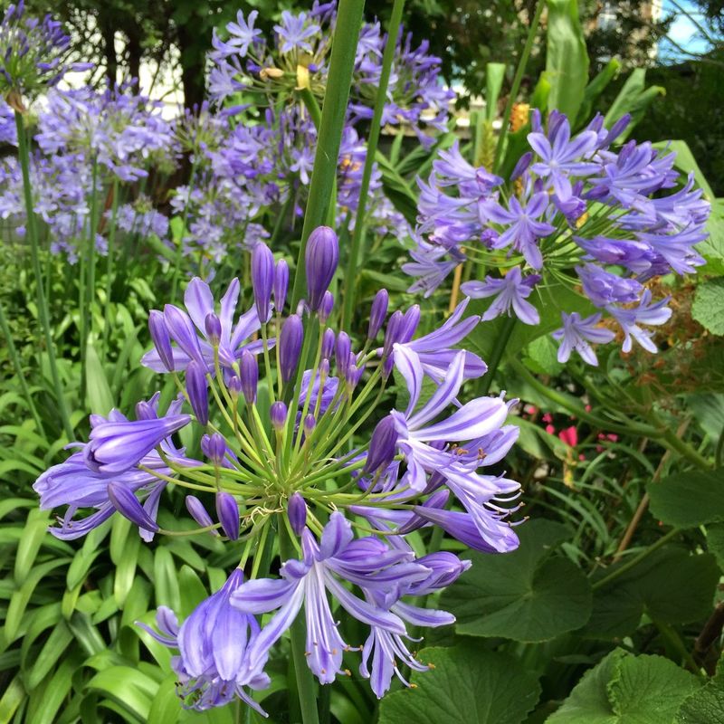 Replant Agapanthus Clumps After They Fill The Bed