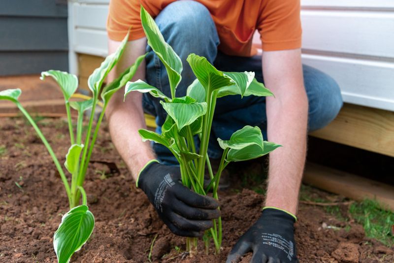 Replant Divisions At The Same Soil Level
