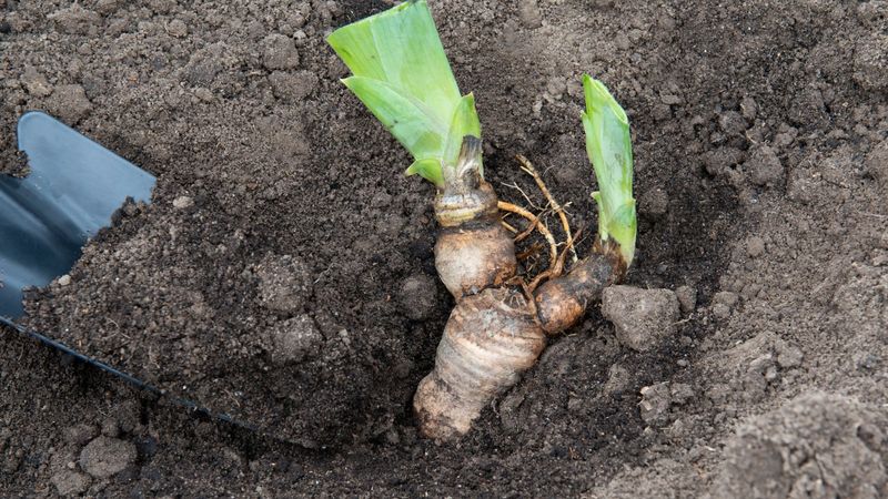 Replant Rhizomes Near The Surface Replant Rhizomes Near The Surface