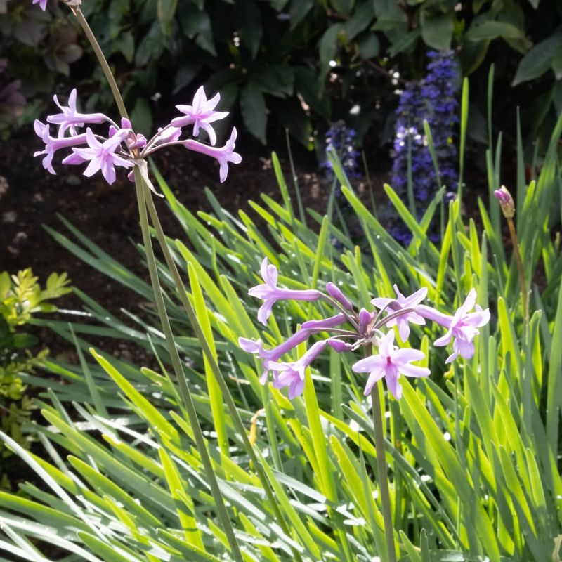 Replant Society Garlic From Thickening Clumps