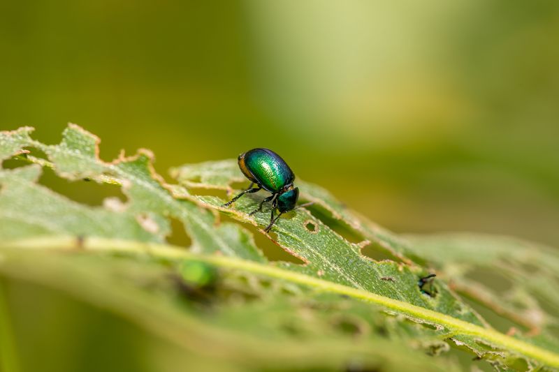 Report New Sightings To Colorado Department Of Agriculture Report New Sightings To Colorado Department Of Agriculture