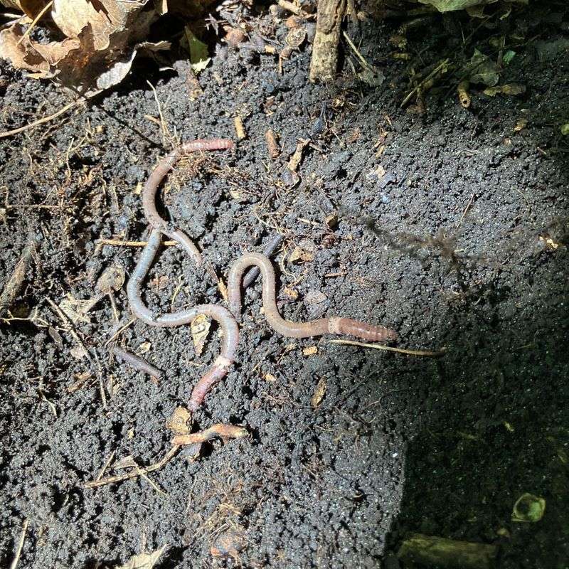 Report Sightings Before They Spread Farther