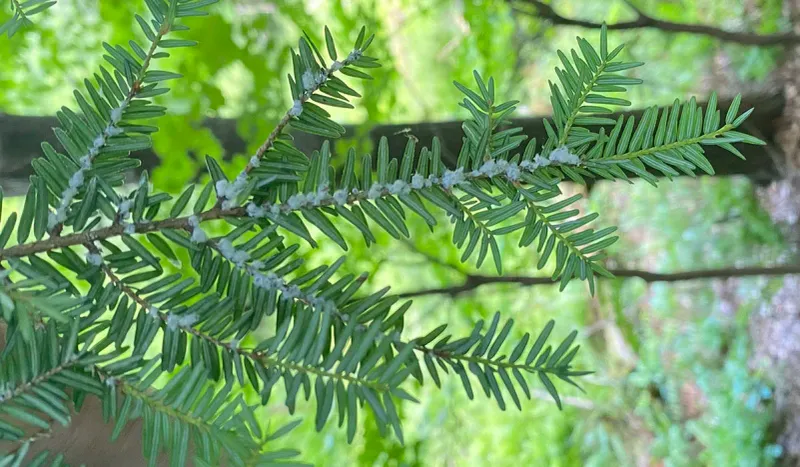 Reporting Suspected Adelgid Helps Track New Infestations