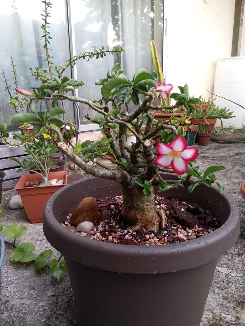Repot Only After Roots Settle Repot Only After Roots Settle