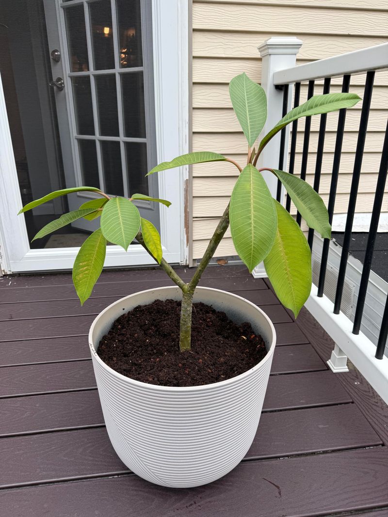 Repot When Roots Fill The Container