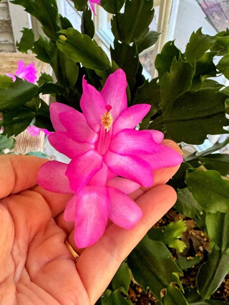 Repotting In Summer Can Set It Back Significantly