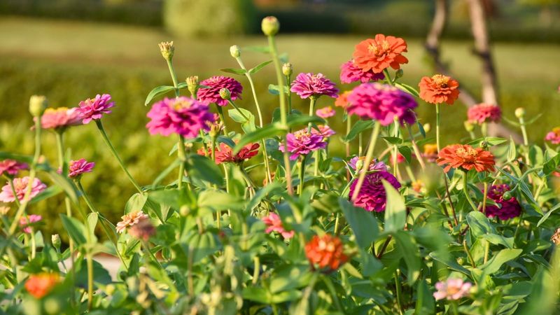 Reseed Or Succession Plant For A Longer Color Show Reseed Or Succession Plant For A Longer Color Show