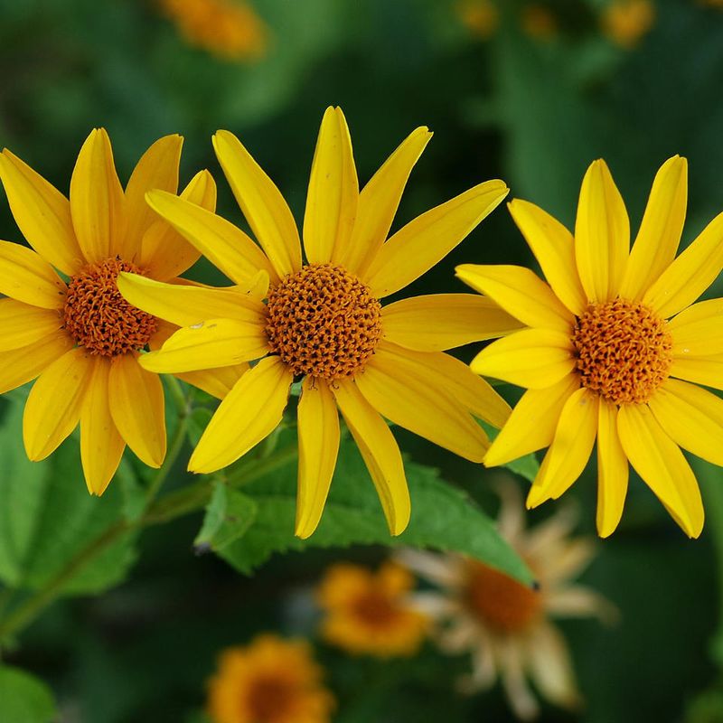 Resindot Sunflower Blooms Into October