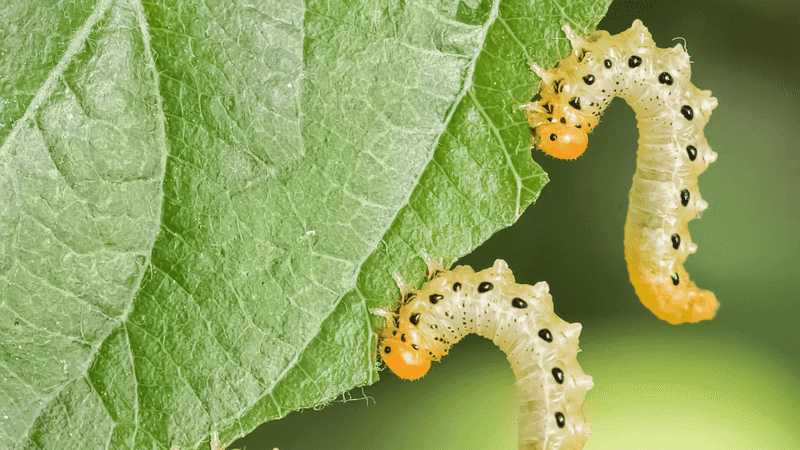 Resistant Pests Can Build Over Time