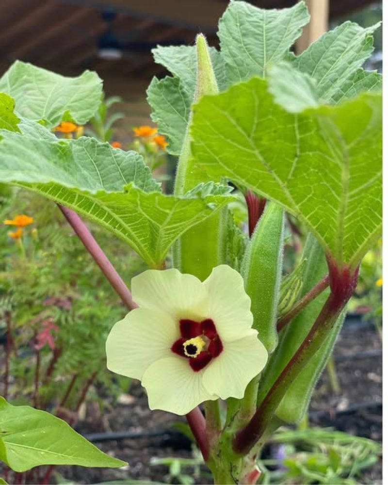 Resistant To Many Common Garden Pests