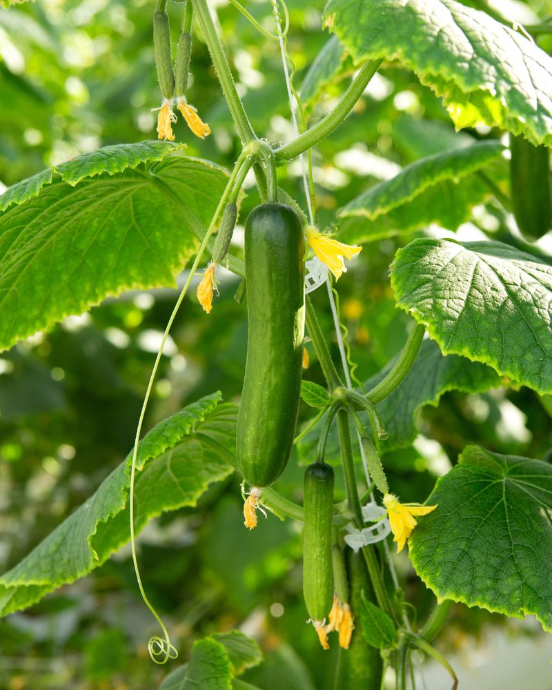 Resistant Varieties Add Another Layer Of Protection Resistant Varieties Add Another Layer Of Protection