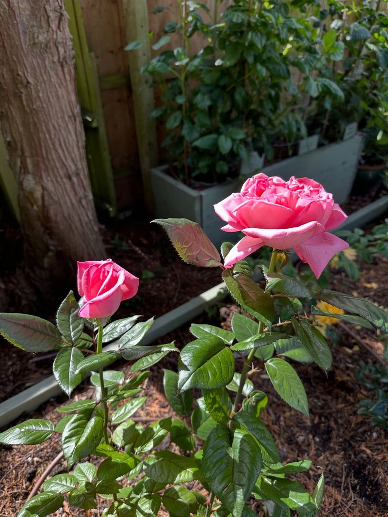 Resistant Varieties Reduce The Pressure
