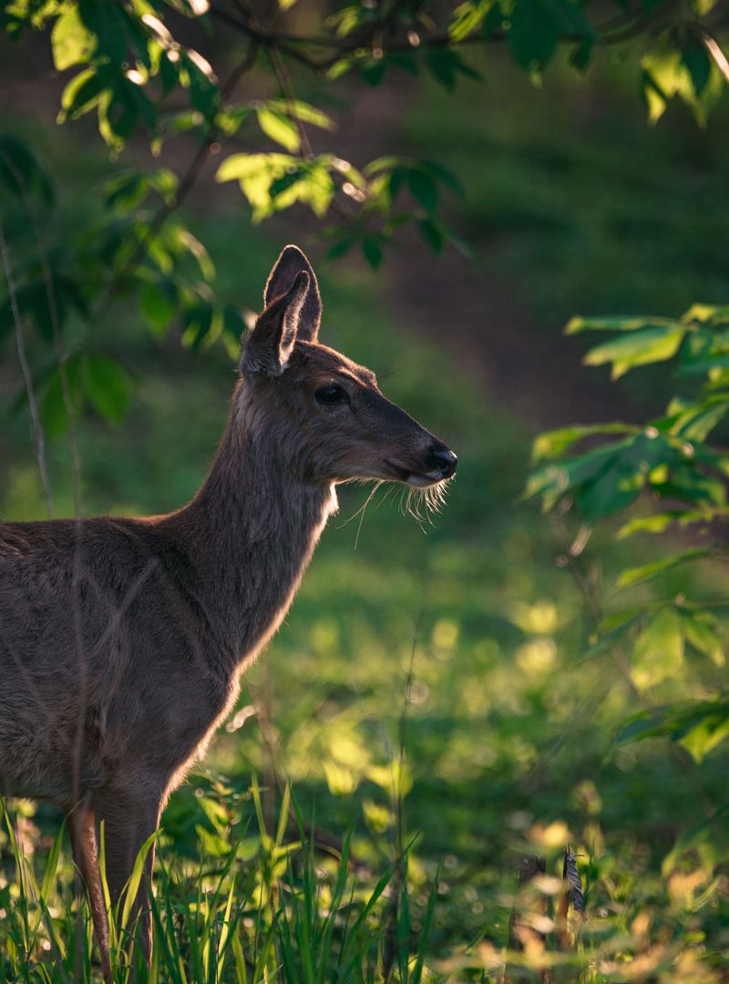 Resists Deer And Remains Largely Pest-Free Resists Deer And Remains Largely Pest-Free